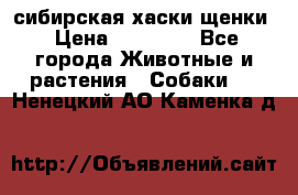 сибирская хаски щенки › Цена ­ 10 000 - Все города Животные и растения » Собаки   . Ненецкий АО,Каменка д.